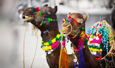 Camels at Pushkar, image from Pinterest