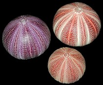 Sea Urchins without spines