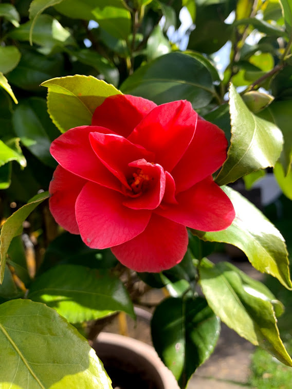 garden camellia