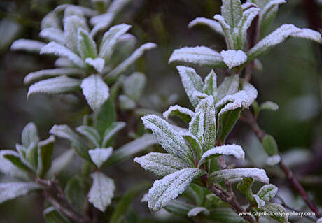 winter 2020, macro lens, frost on leaves