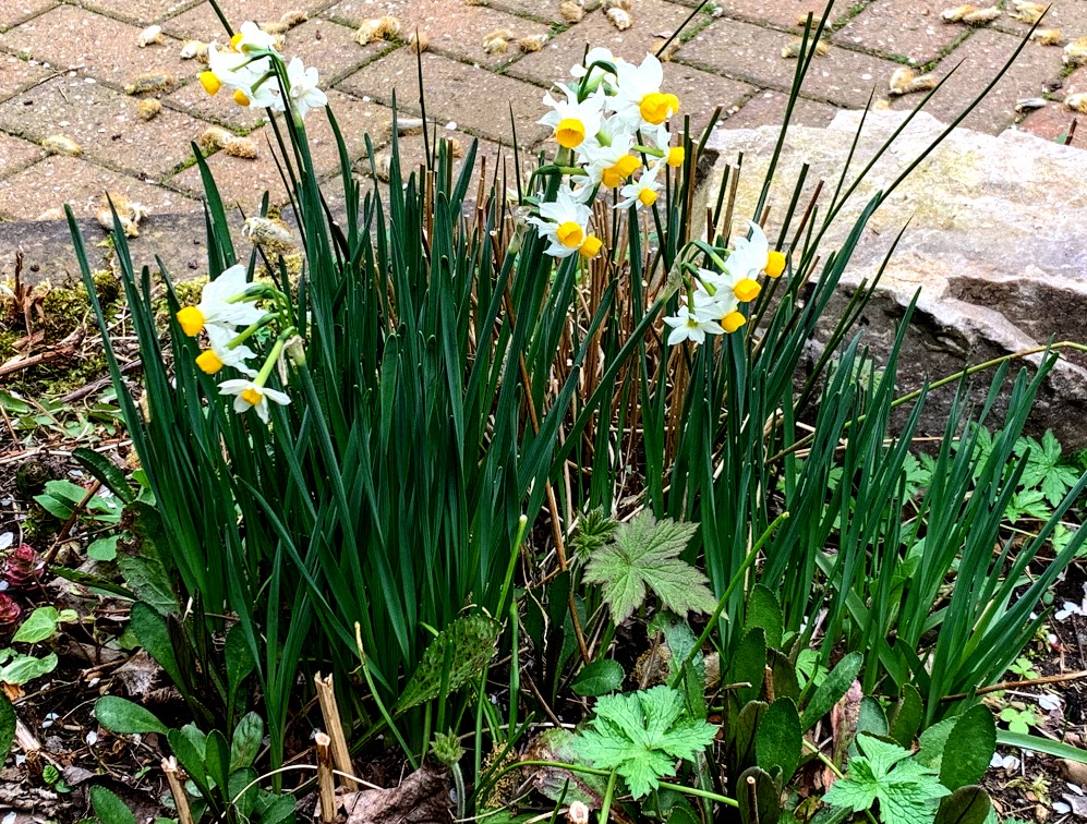 garden, narcissi, daffodils