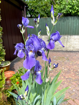 iris, garden