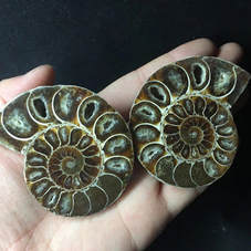An ammonite cut in two