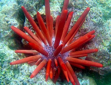 Sea Urchin with spines