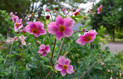 Japanese Anemone, an invasive thug in your garden, but so pretty!! by Caprilicious Jewellery